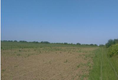 Teren intravilan (arabil) 6.715 mp Corbeanca - licitatii - 1