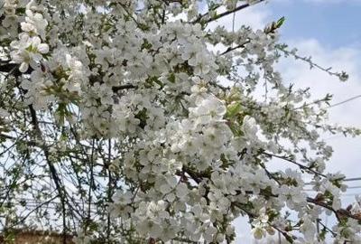 Casă cu 3 camere cu Teren 373 Mp în Central - 10