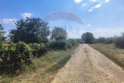 Loc de casa si teren cultivat cu vita de vie 1,28 Ha Santimreu Bihor - 3