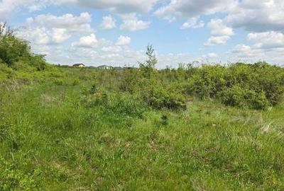 Teren de 11300 mp, în Moșoaia - 2