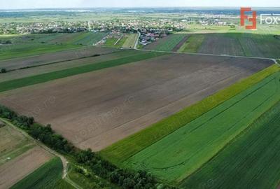 Teren de 40600 mp, în Bucovăț (Remetea Mare) - 1