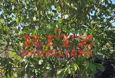 Teren de 56800 mp, în Fărcașele - 10