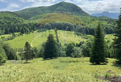 Teren de 6000 mp, în Dălghiu - 1