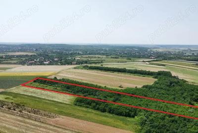 Teren de vanzare - 15.740 mp | Viile Satu Mare | Priveliste superba - 1