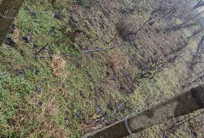 Casă cu 4 camere cu Teren 1450 Mp în Doba - 8