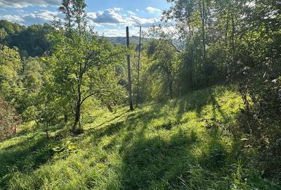 Spațiu comercial, în Valea Doftanei - 5