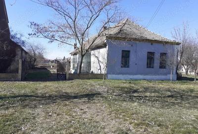 Casă cu 4 camere cu Teren 1439 Mp în Teremia Mare - 2