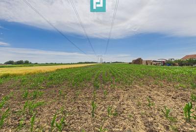 Teren agricol extravilan de 10000 mp, în Gai - 2