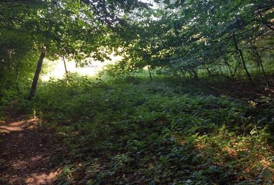 Teren de 2038 mp, în Oșlobeni - 3