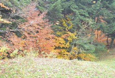 Busteni-Teren intravilan situat in Valea Alba in apropiere de partie - 6