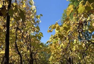 Casă cu 3 camere cu Teren 100 Mp în Silivașu de Câmpie - 2