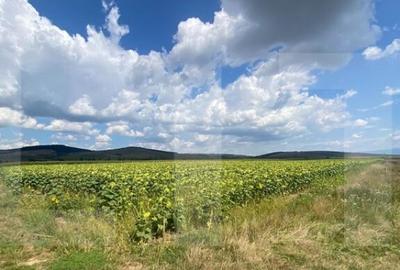 Teren de 45800 mp, în Moacșa - 7