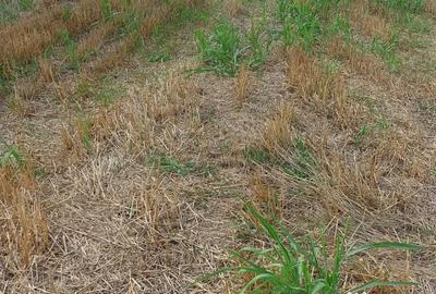 Teren de 4000 mp, în Berceni - 14