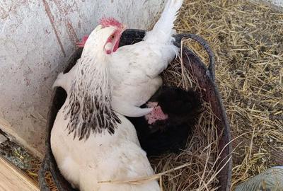 Spațiu comercial, în Cărpiniș - 30