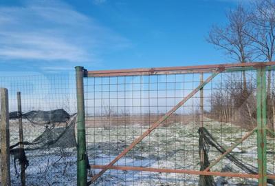 Teren de 50000 mp, în Ciorani - 3