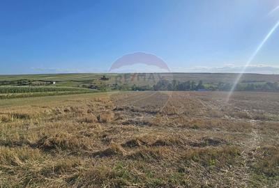 Teren Construcții intravilan de 7500 mp, în Moara Carp - 7