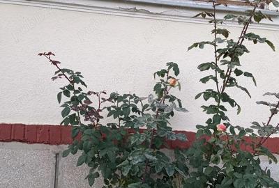 Casa cu 3 camere in centru, pozi?ie deosebita, utilita?i complete - 1