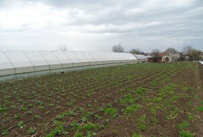 Casă cu Teren 2930 Mp în Giuvărăști - 1