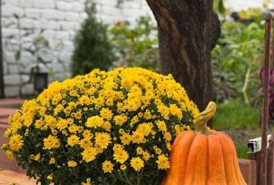 Povestea coltului de rai din mijlocul orasului Comision 0% - 16