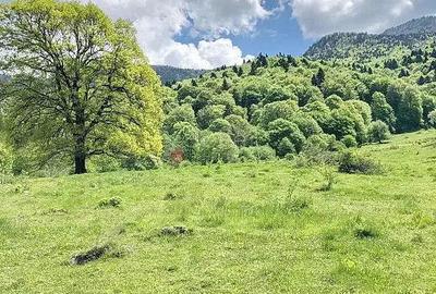 Teren de 15600 mp, în Cheișoara - 3