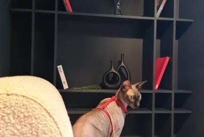 Camera  de inchiriat ultracentral  -21mp - 14