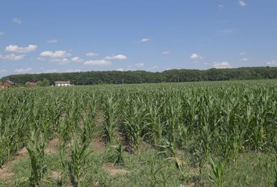 CORBEANCA, langa Padurea Petresti, 26650mp. teren, ideal proiect imobiliar - 3