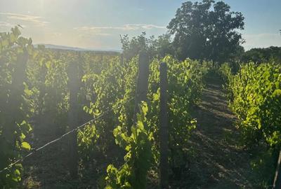 Casa Bogza Sihlea - 9