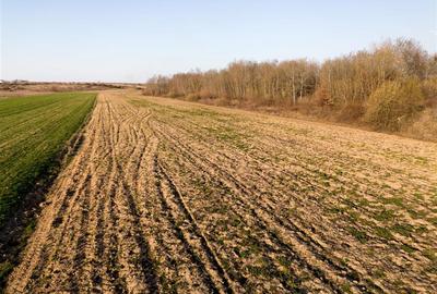 Teren intravilan de 11051 mp, în Periferie - 7