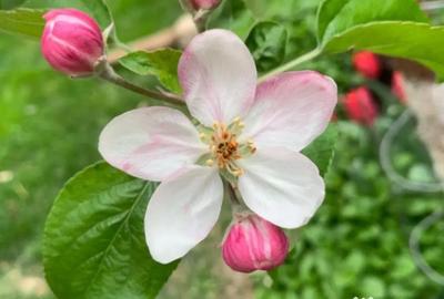 Casă cu 5 camere cu Teren 260 Mp în Corbeanca - 17