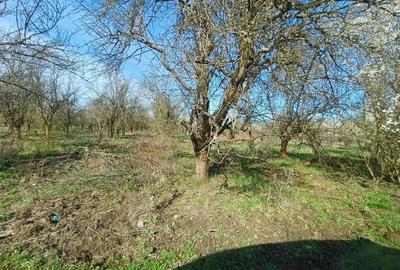 Teren de 6000 mp, în Lăpuș - 4