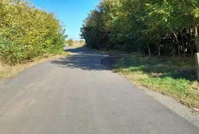 Teren de 4000 mp, în Cărpiniș - 5