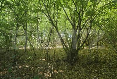 Teren de 782 mp, în Central