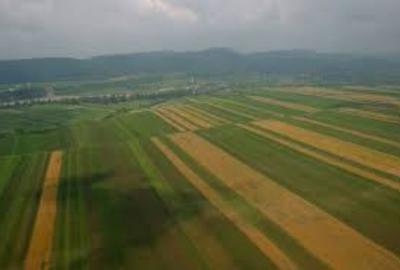 TEREN AGRICOL EXTRAVILAN  asfalt  campie   ideal pentru cultivare cereale , afine  legume etc hale