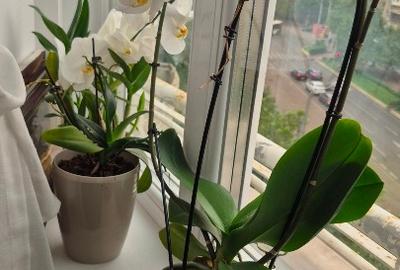 Apartament cu 3 camere decomandat în Unirii - 2