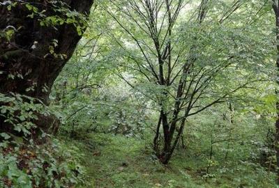 Spațiu comercial, în Brazi - 11