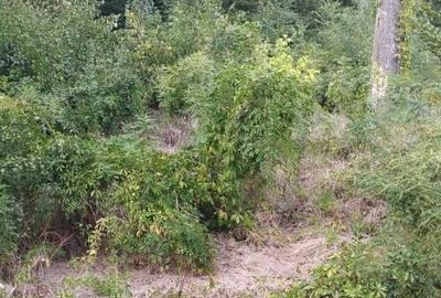Teren de 4000 mp, în Snagov - 9