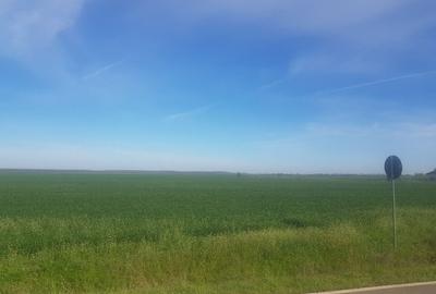 Teren intravilan arabil 55.400 m.p. Vasilati, Jud. Calarasi - 4