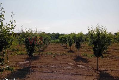 Teren de 16000 mp, în Belinț - 1