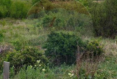 Teren de 1826 mp, în Paleu - 3