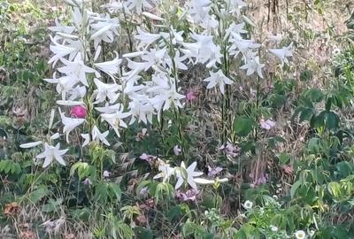 Se vinde casa la ?ara , - 1