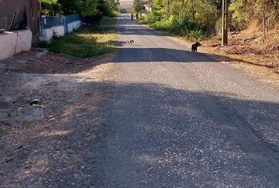 Teren de 2000 mp, în Istria - 4