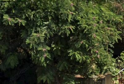 Teren de 2800 mp, în Central