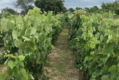 Casă cu 3 camere în Sascut