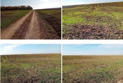 Teren extravilan Barlogu; ID: R2825534 - 1