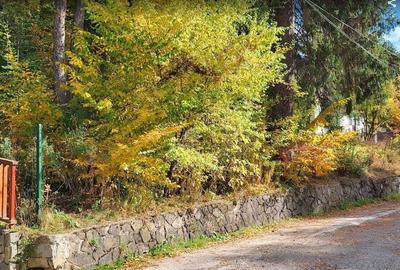 Teren Sinaia/Cumpatu - 2