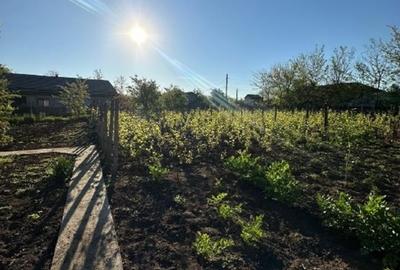 Casă individuală cu 3 camere cu Teren 1167 Mp în Băneasa - 13