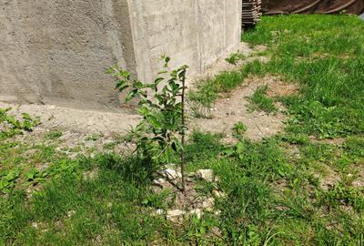 Casă cu 4 camere cu Canalizare în Râșnov - 24