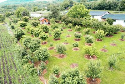 Teren agricol intravilan de 7603 mp, în Delenii - 8