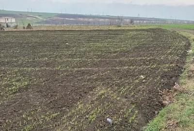 Teren de 2000 mp, în Negrea - 7