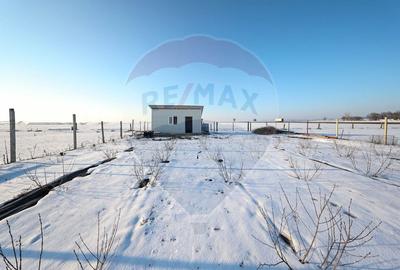 Teren cu plantatie de aronia - 3